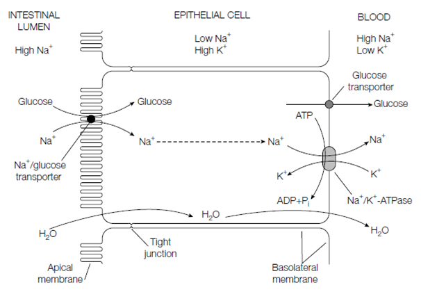 1593_Glucose transport into intestinal epithelial cells 2.png